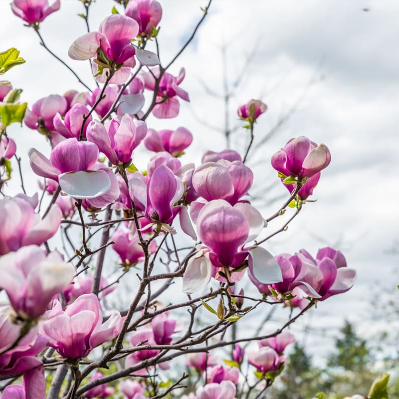Saucer Magnolia Tree