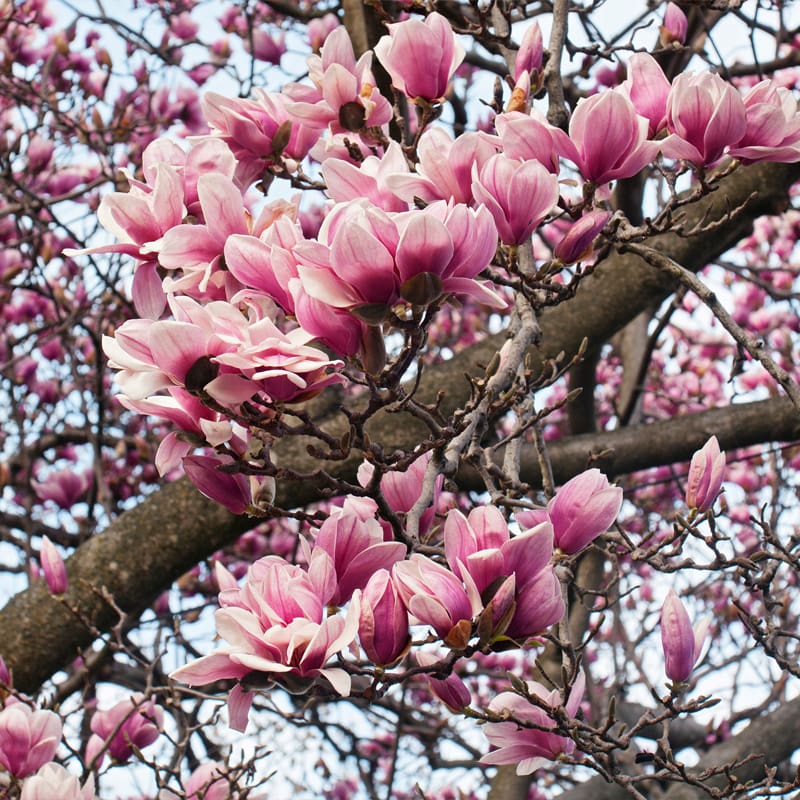 Saucer Magnolia Tree