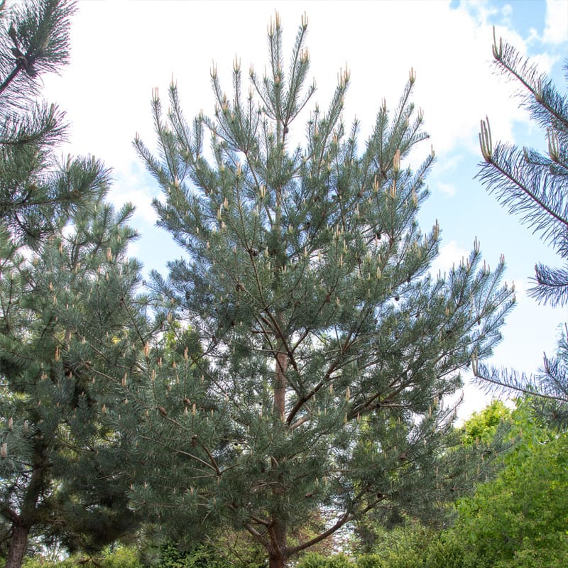 Scots Pine Tree