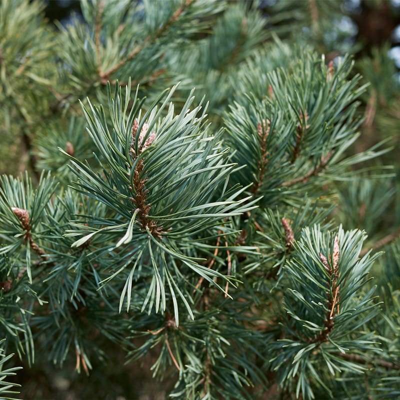 Scots Pine Tree