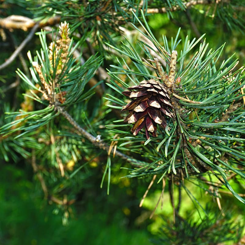 Scots Pine Tree