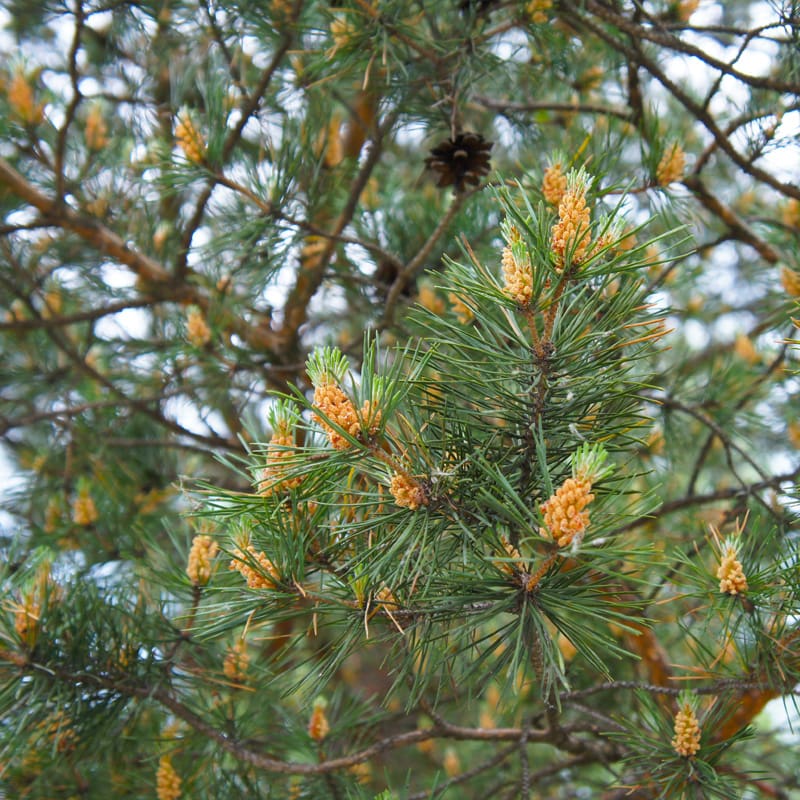Scots Pine Tree