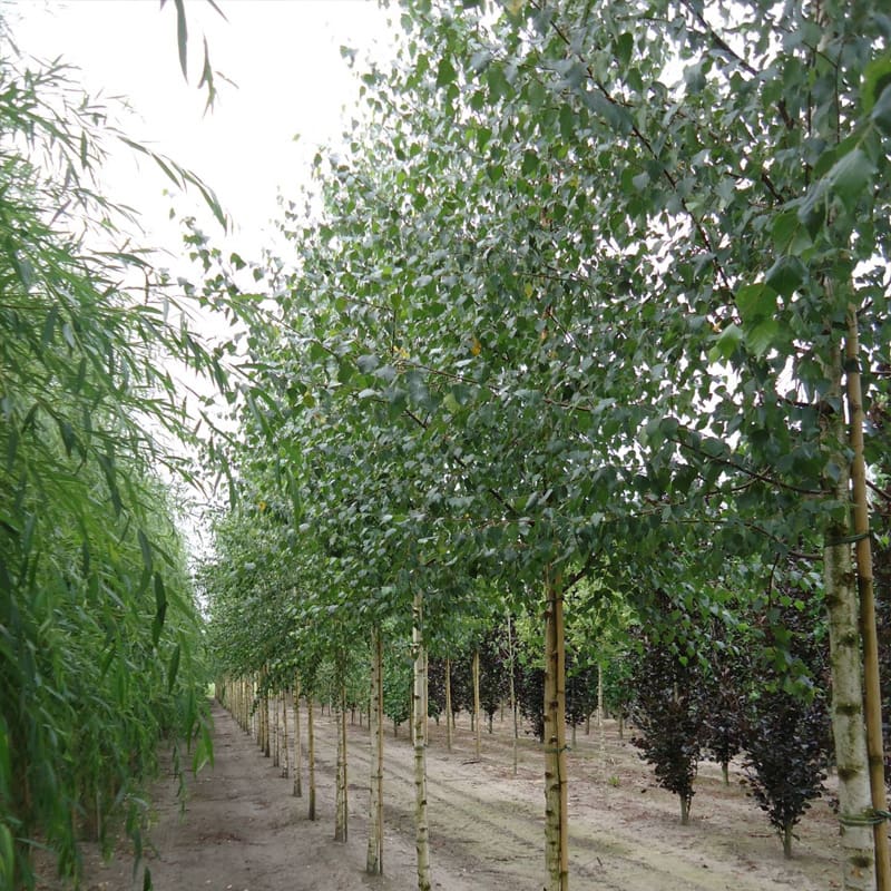 Silver Birch Tree