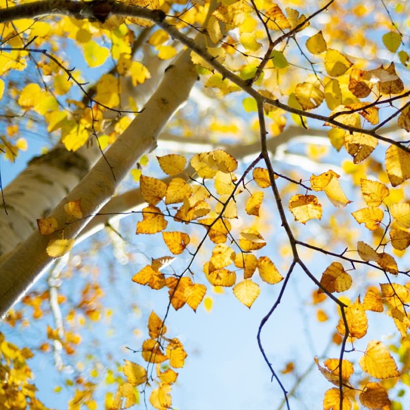 Silver Birch Tree