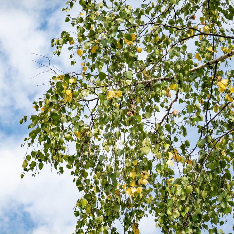Silver Birch Tree