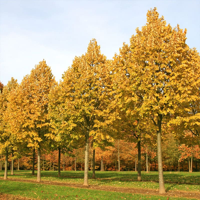 Silver Lime Tree