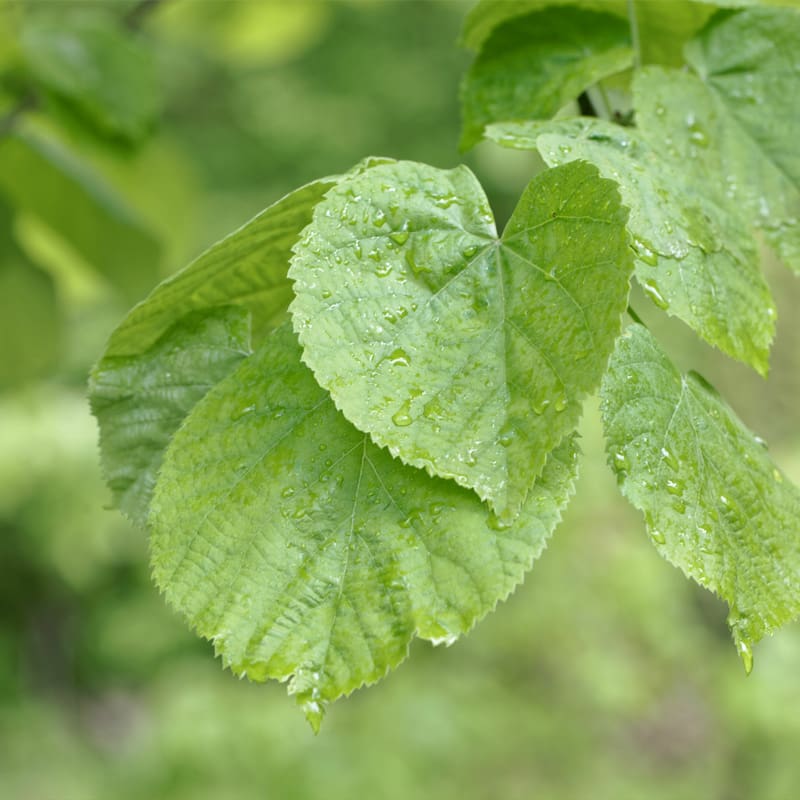 Silver Lime Tree