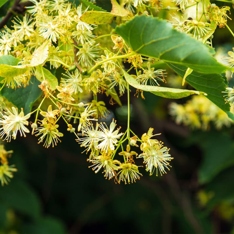 Silver Lime Tree