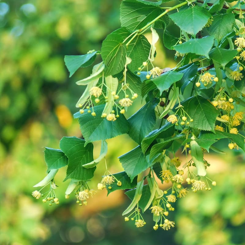 Small-leaved Lime Tree