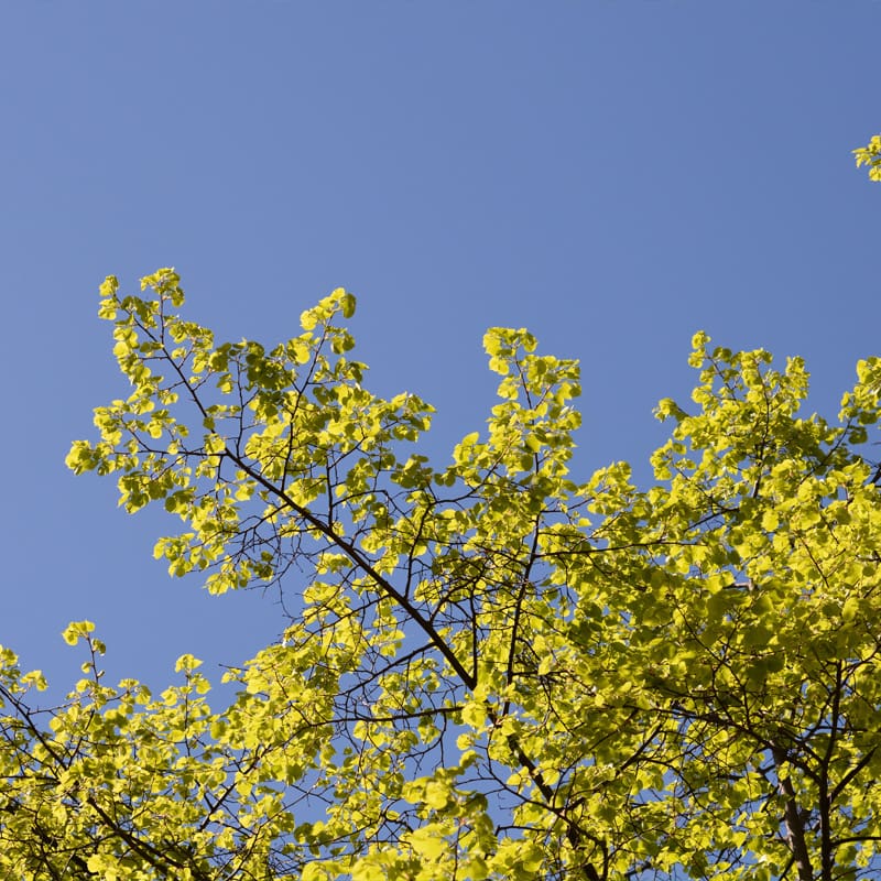 Small-leaved Lime Tree