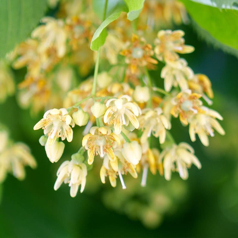 Small-leaved Lime Tree