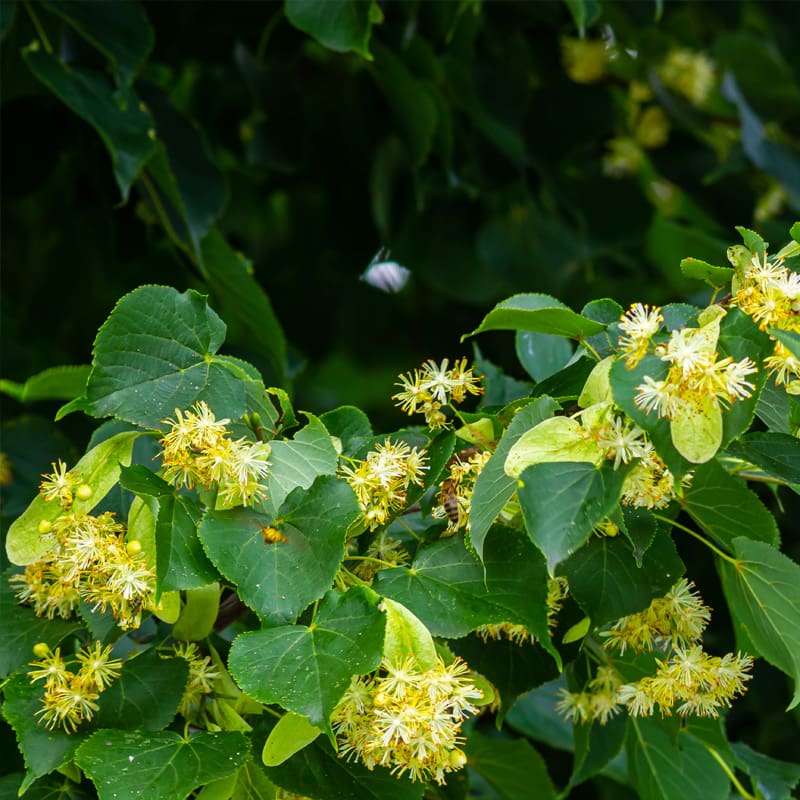 Small-leaved Lime Tree