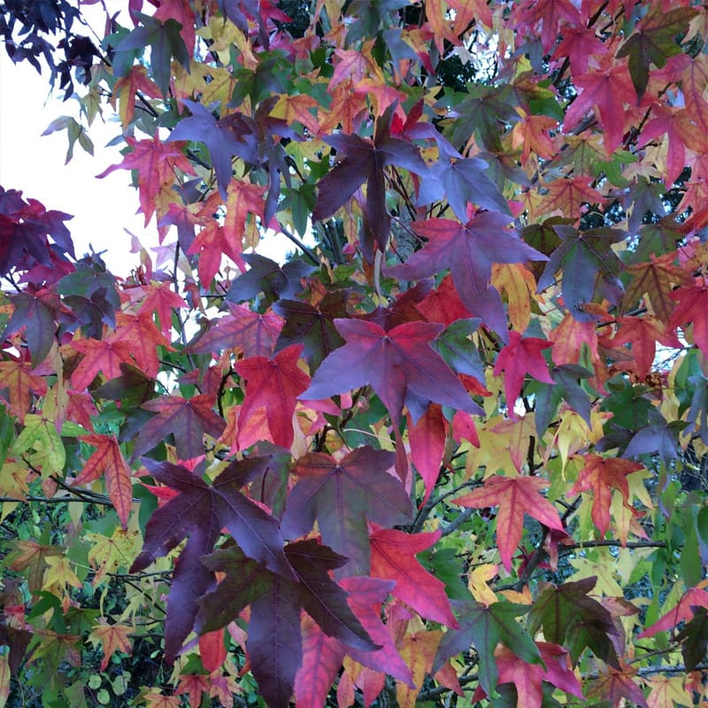 Sweet Gum Tree