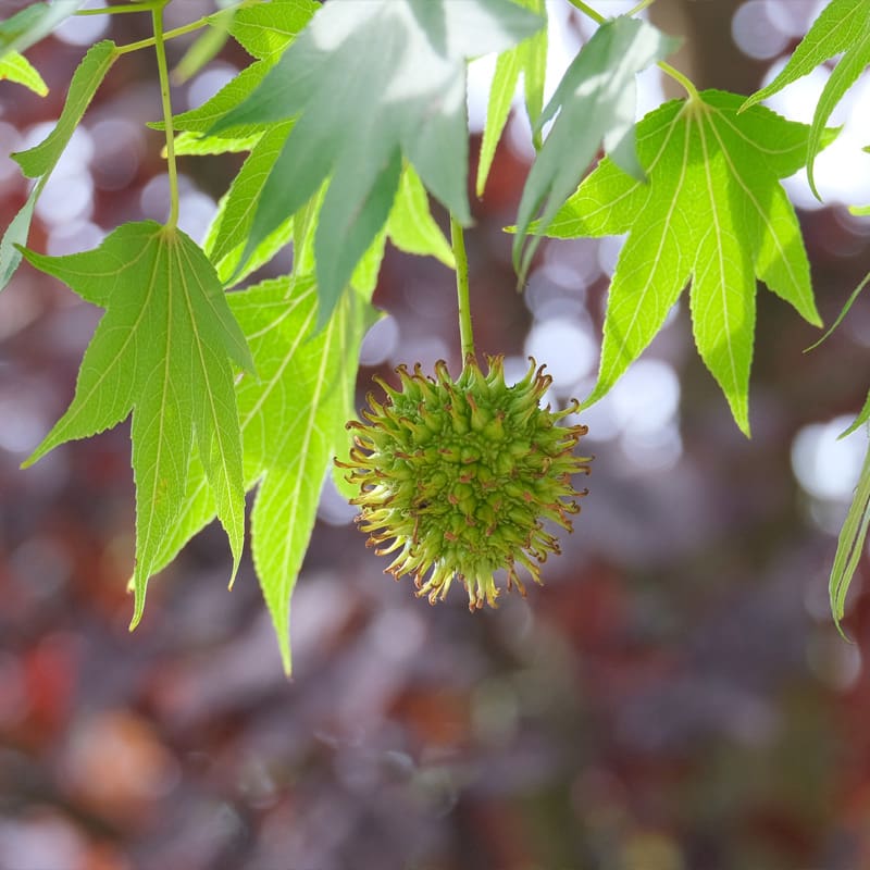 Sweet Gum Tree