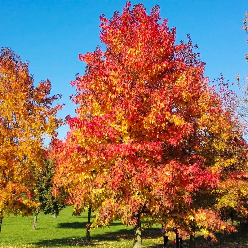 Sweet Gum Tree