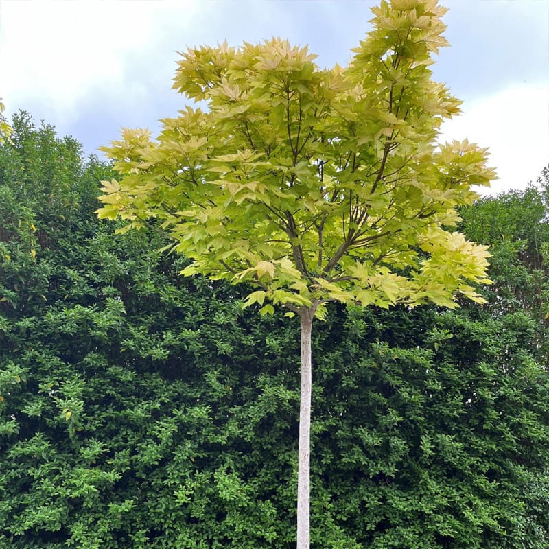Sycamore Tree