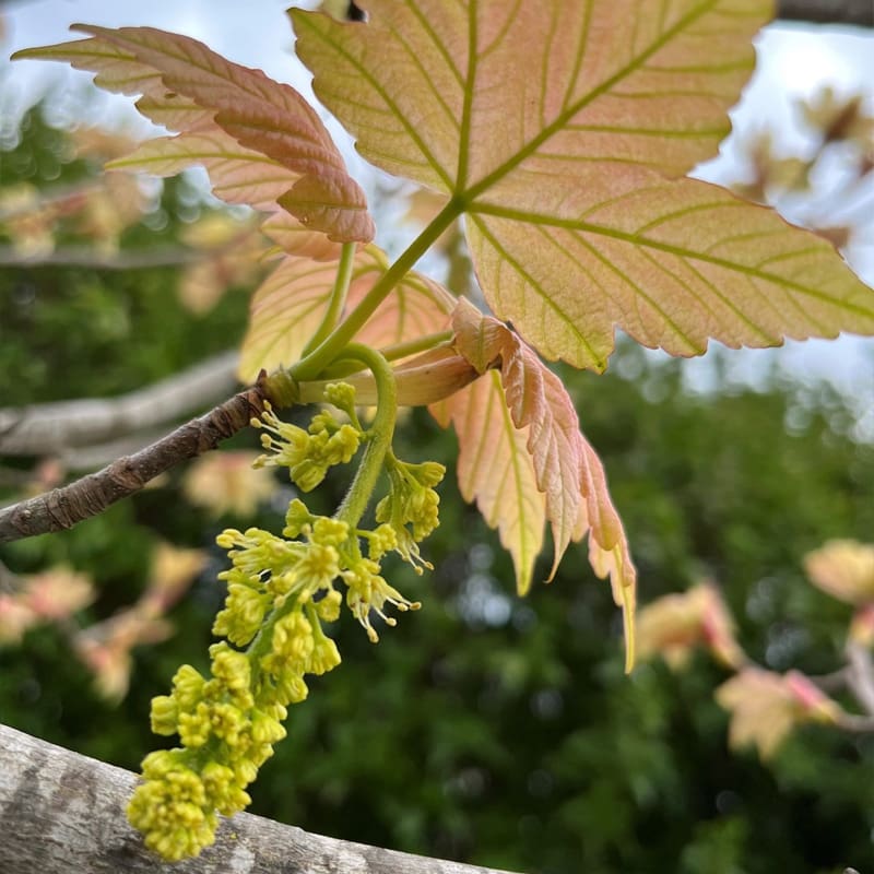 Sycamore Tree