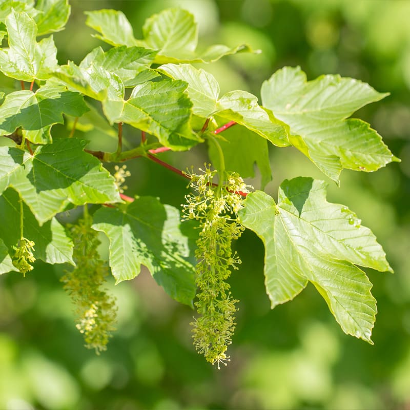 Sycamore Tree