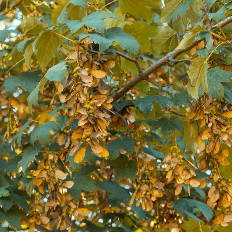 Sycamore Tree