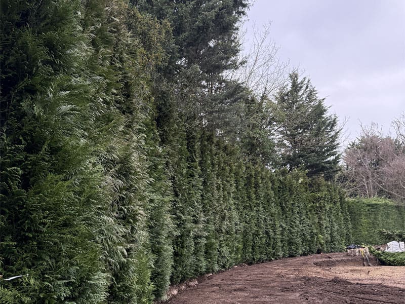 Evergreen Hedge Privacy Screen