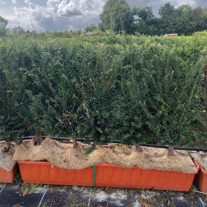English Yew Instant Hedge