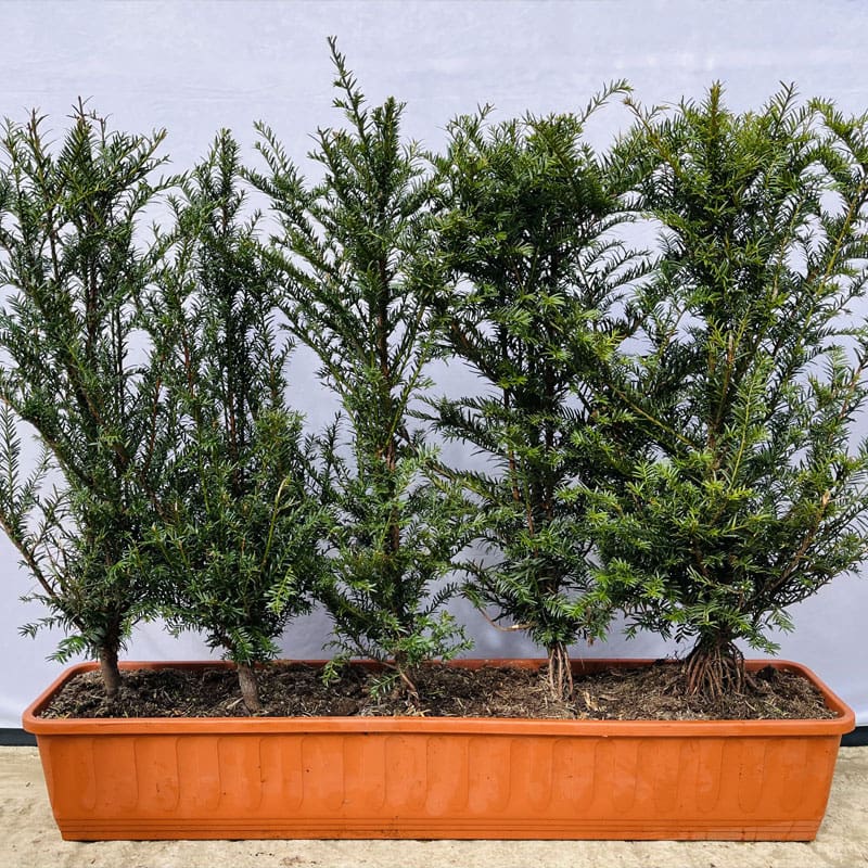 English Yew Instant Hedge