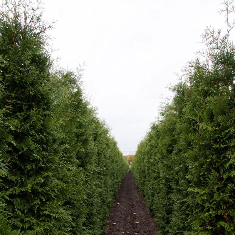 Thuja Brabant Hedge Plants