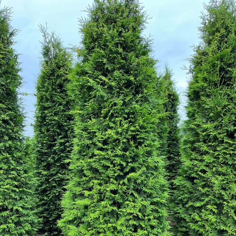 Thuja Brabant Hedge Plants