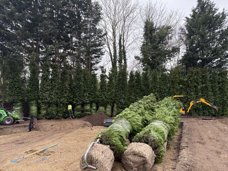 Evergreen Hedge Privacy Screen