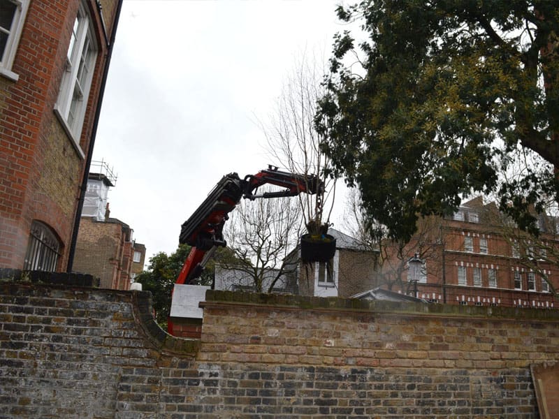 Tree Lifting in London