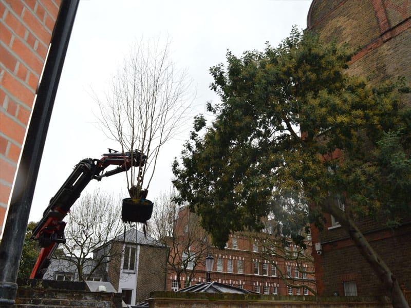 Tree Lifting in London