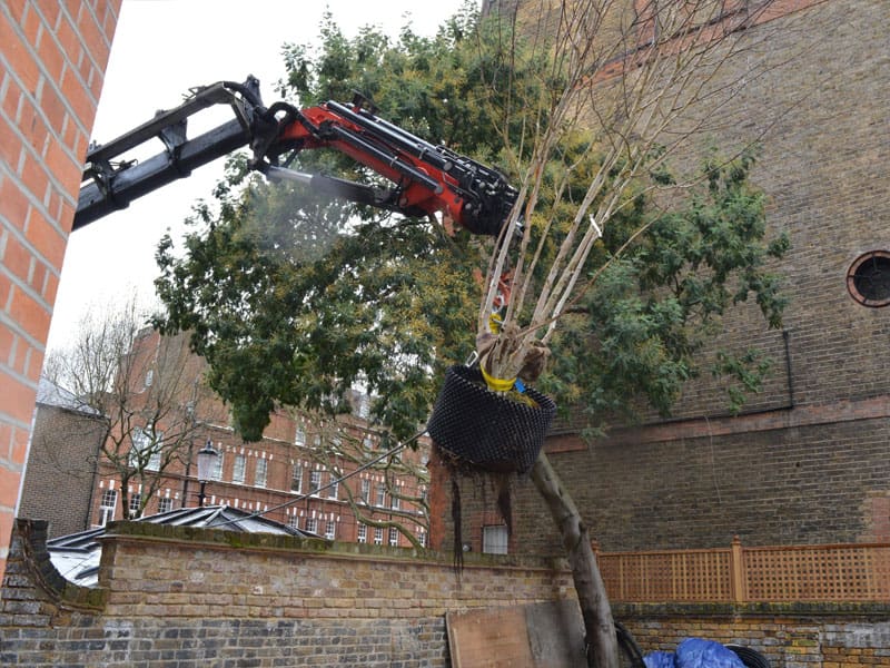 Tree Lifting in London