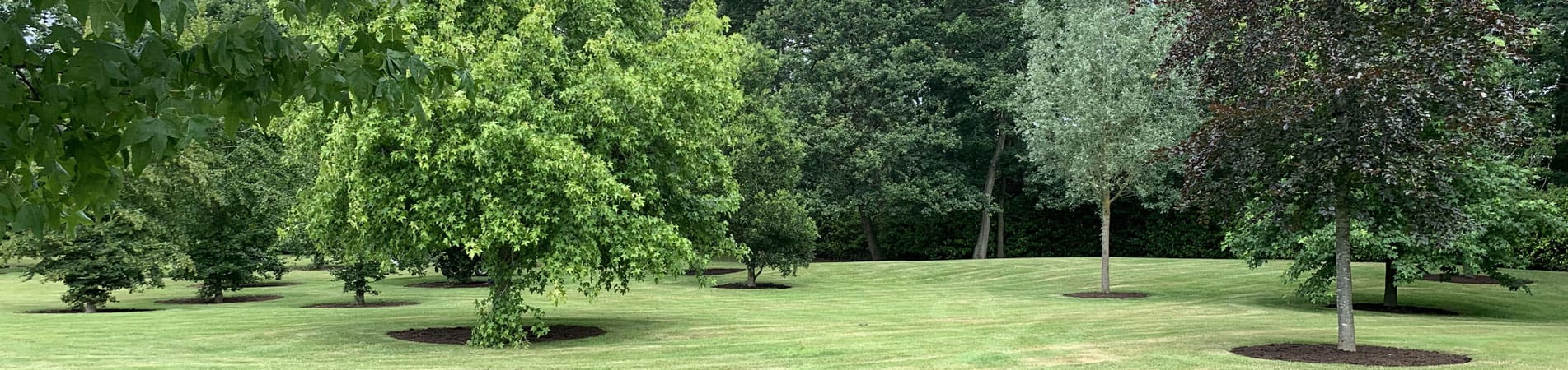 Tree Planting Projects