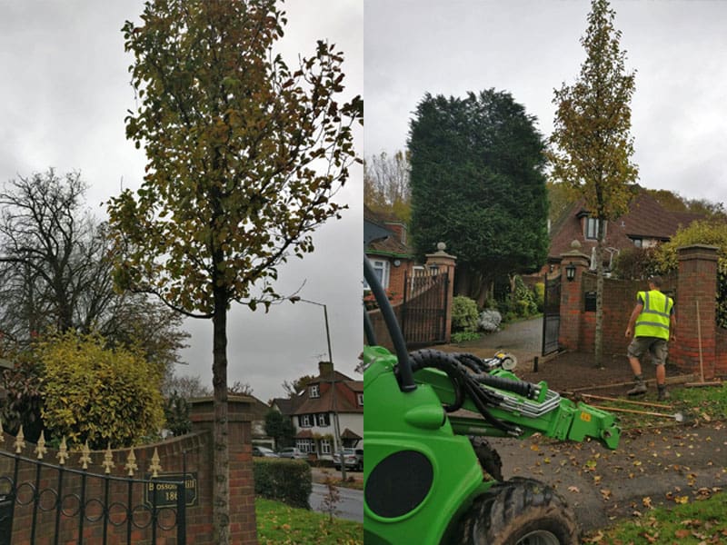 Tree Replacement