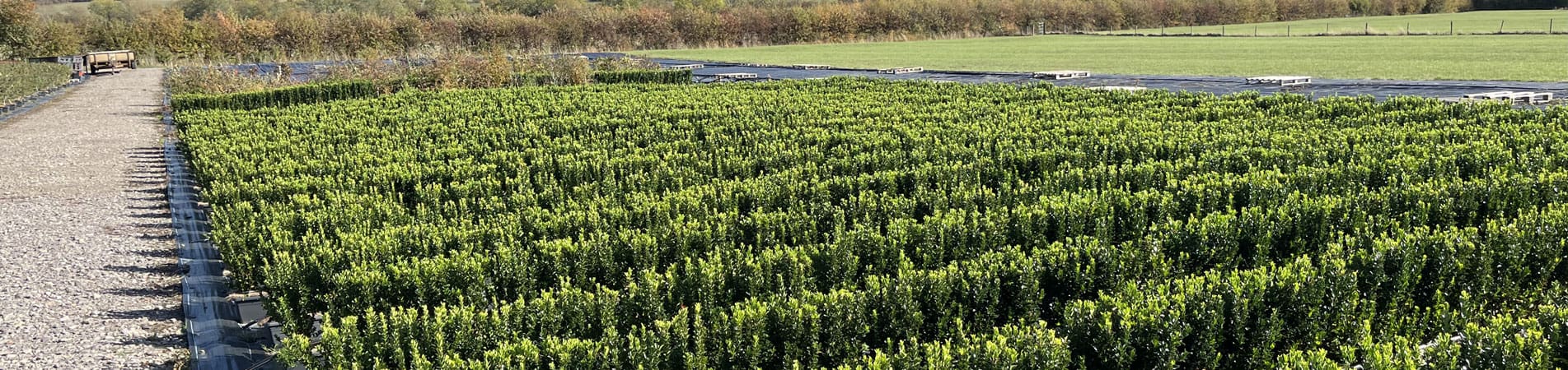 Trough Instant Hedging Plants