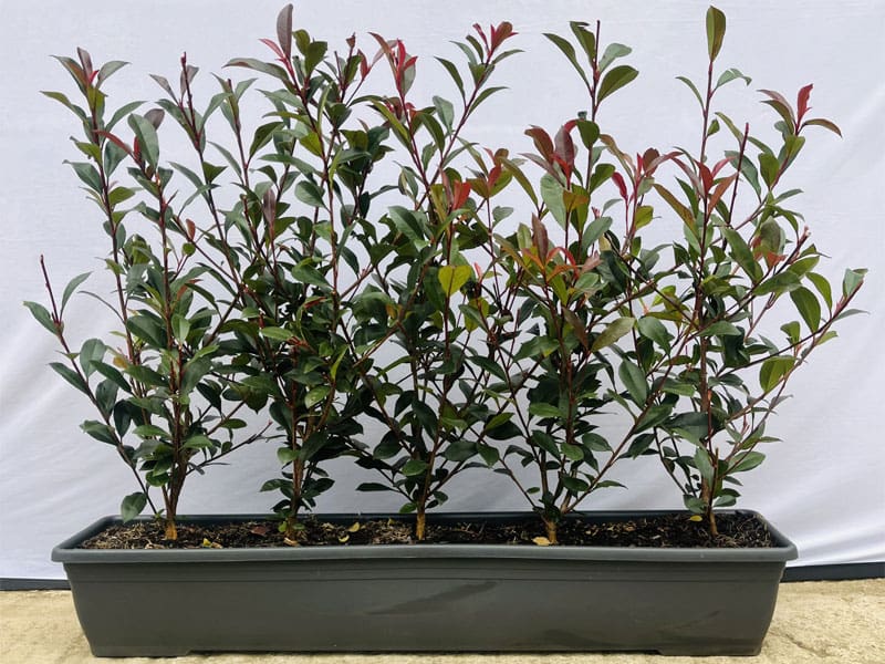 Trough Instant Hedges