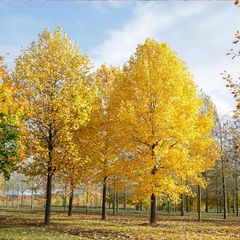 Tulip Tree