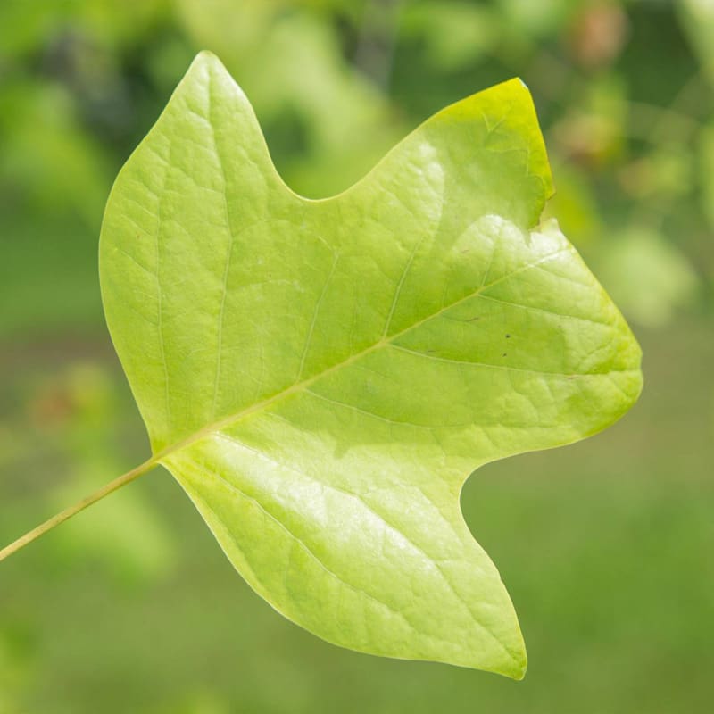 Tulip Tree