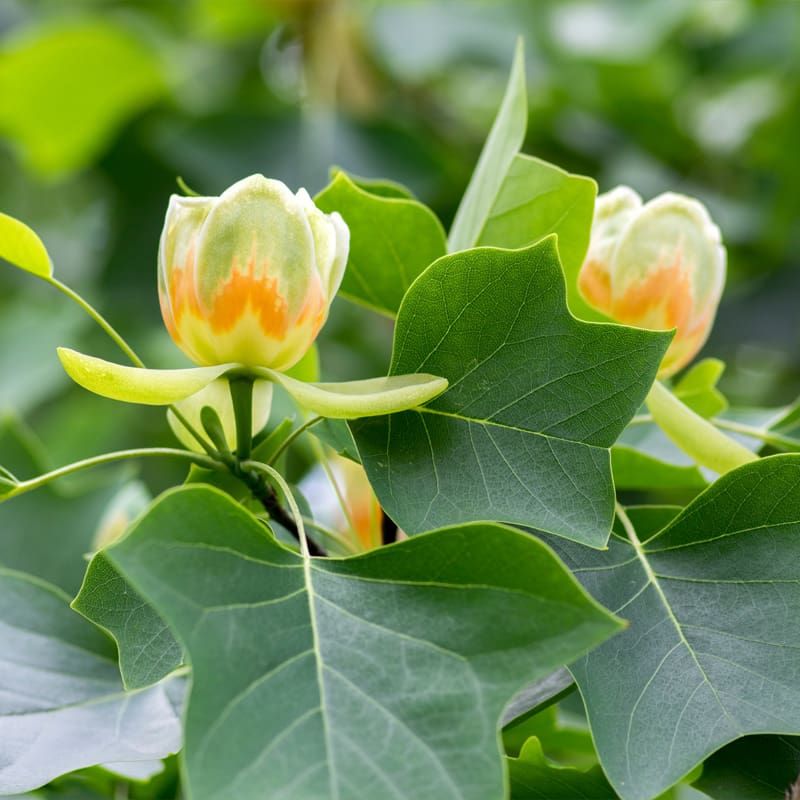 Tulip Tree