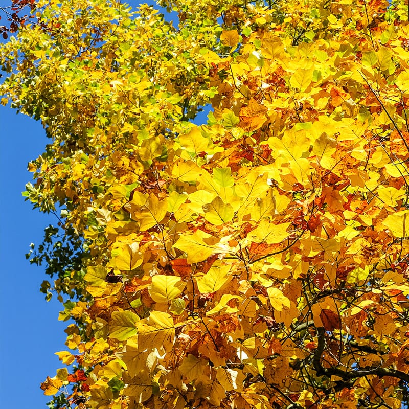 Tulip Tree