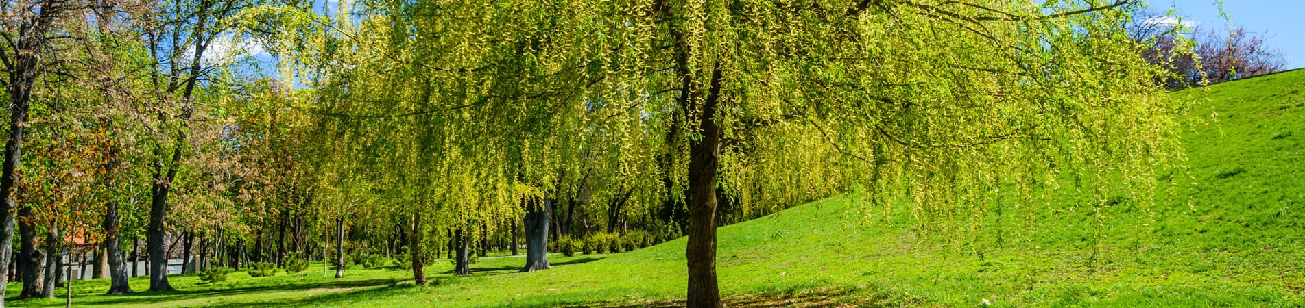 Golden Weeping Willow Trees