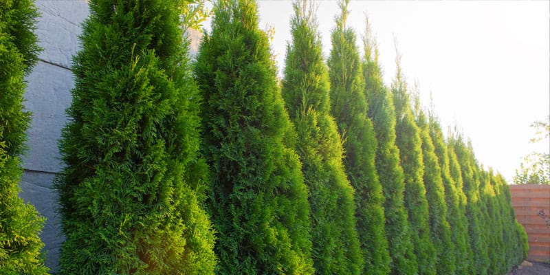 Need help choosing your plants?