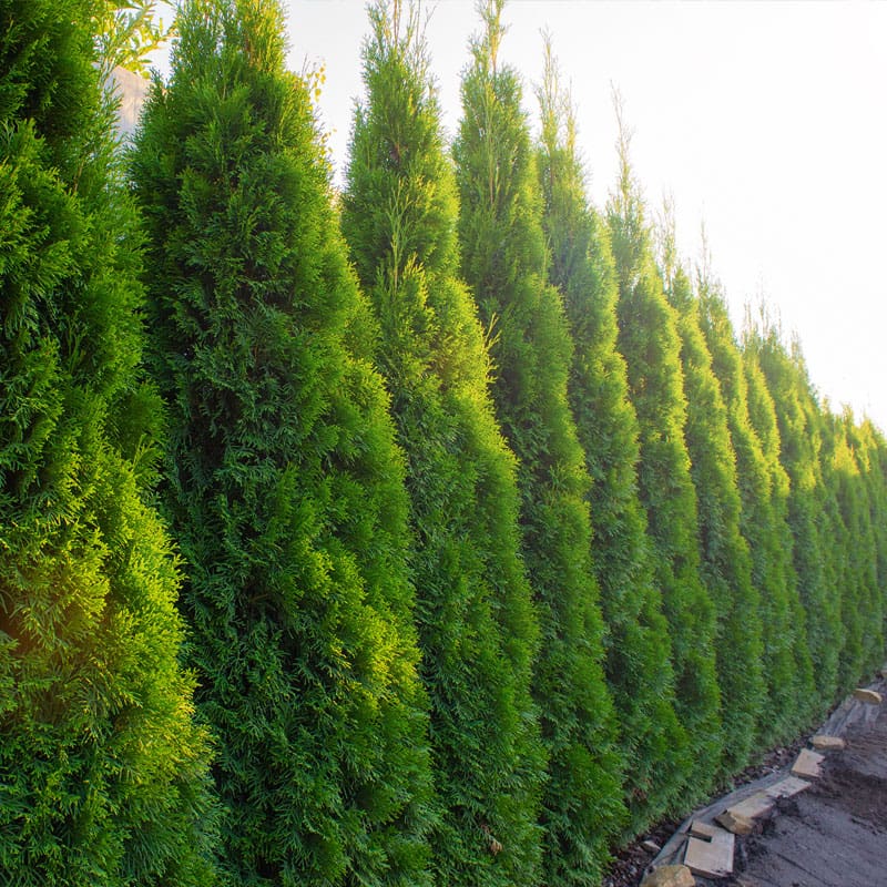 Thuja Brabant Hedge Plants