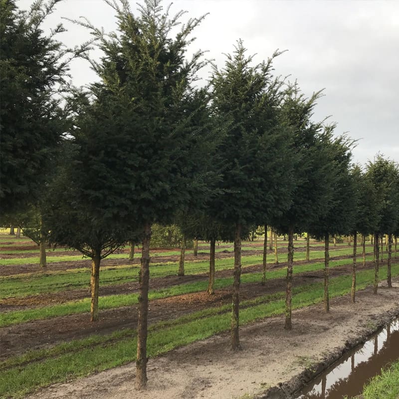 Yew Tree