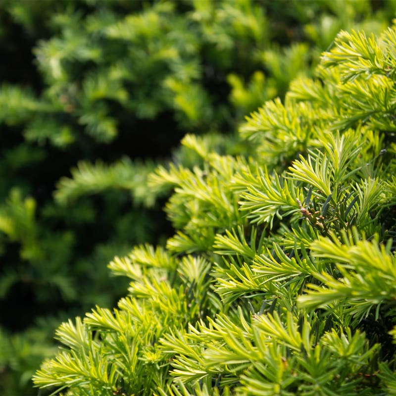 Yew Tree