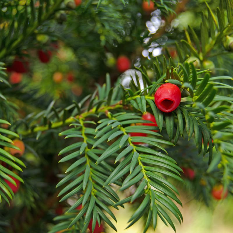 Yew Tree