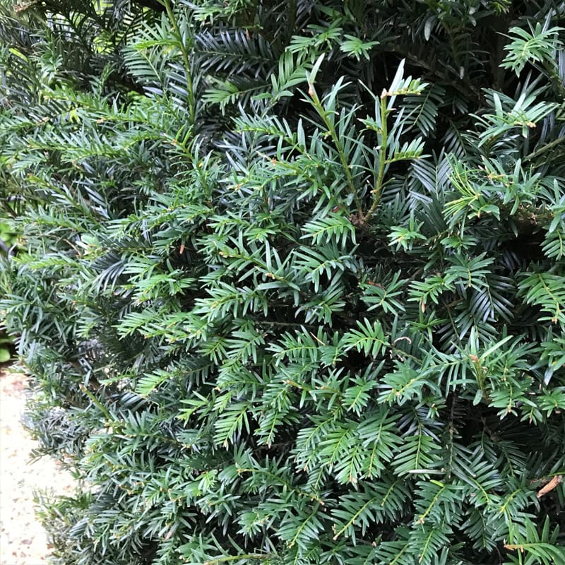 Yew Tree